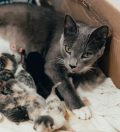 Best Automatic Cat Litter Boxes for Multi-Cat Homes in 2026
