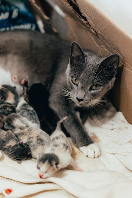 Best Automatic Cat Litter Boxes for Multi-Cat Homes in 2026