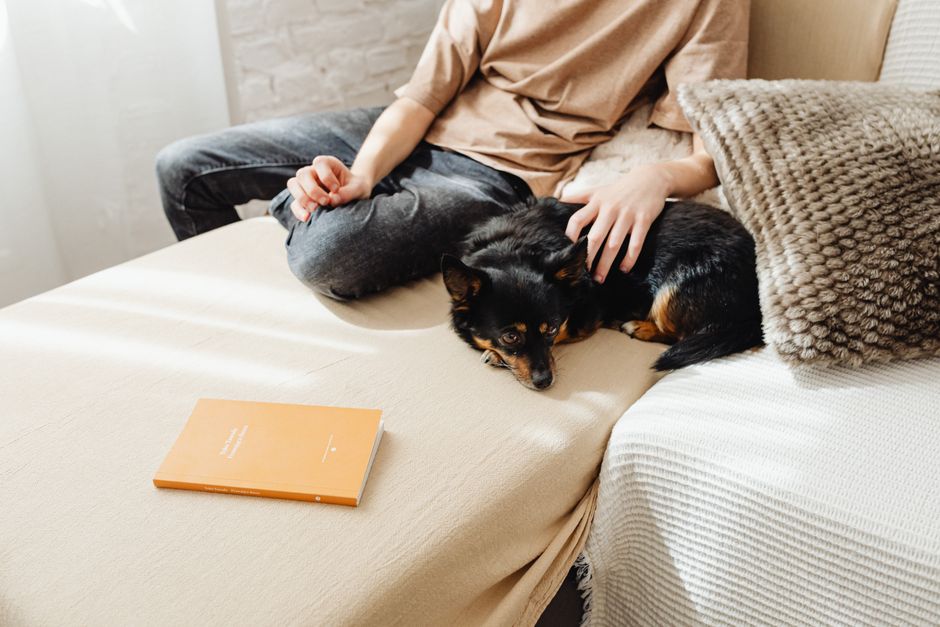 A relaxed afternoon scene with a person and their dog lounging on a sofa indoors.