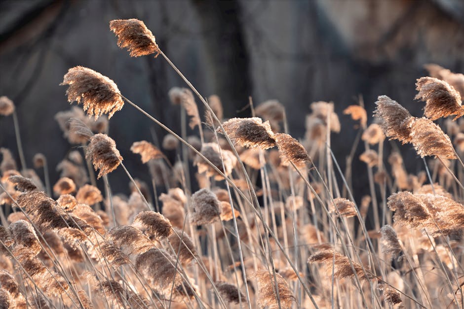 Fiber Supplements for Constipation: What Psyllium Husk Actually Does