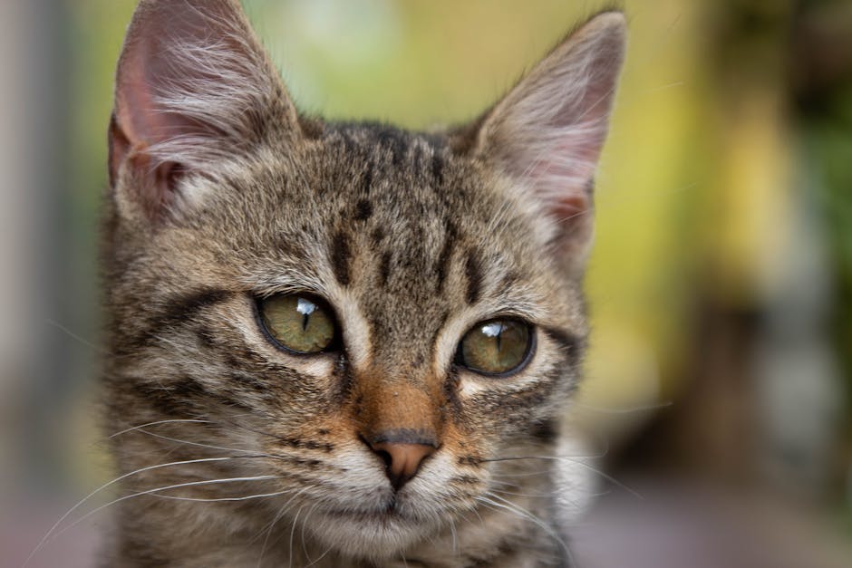 Natural Cat Litter Buying Mistakes That Cost You More