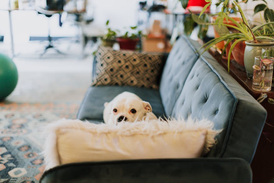 Dog Containment Mistakes That Ruin Your Home (And What Works)