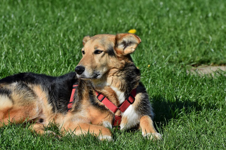 Dog Containment Mistakes That Ruin Your Home (And What Works)