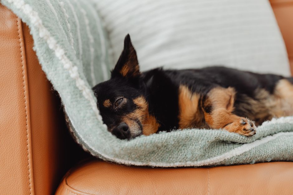 A small Chihuahua dog peacefully sleeps on a soft blanket draped over a leather sofa.