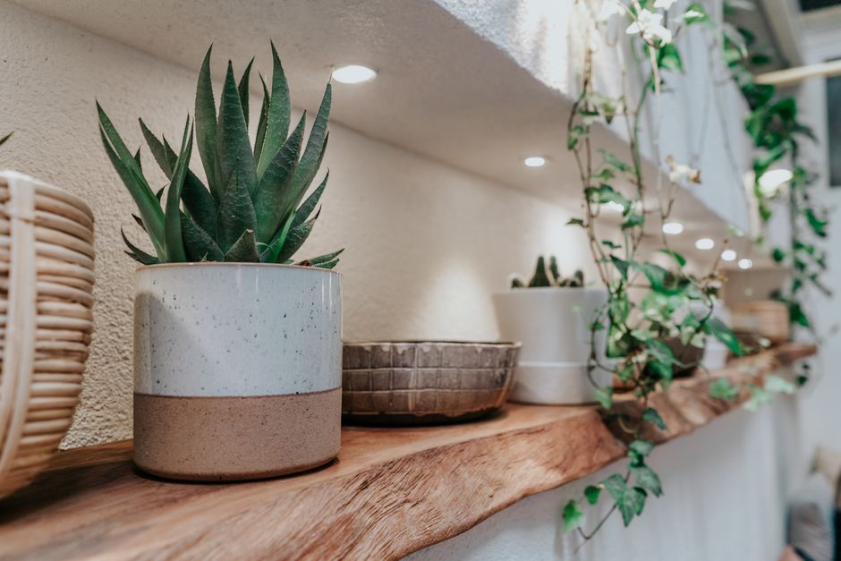 A close-up of potted succulents and plants on a wooden shelf with soft lighting.