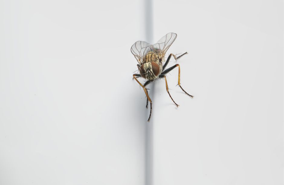 Macro photograph of a common fly sitting on a white surface, showcasing intricate details.