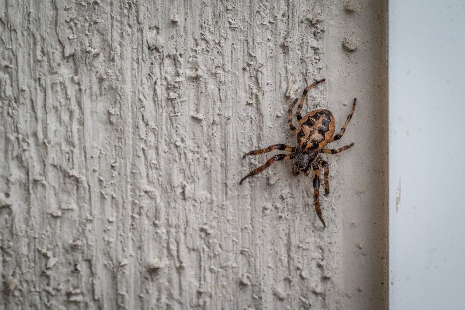 Detailed photo of a spider on a textured wall background, showcasing its natural habitat.