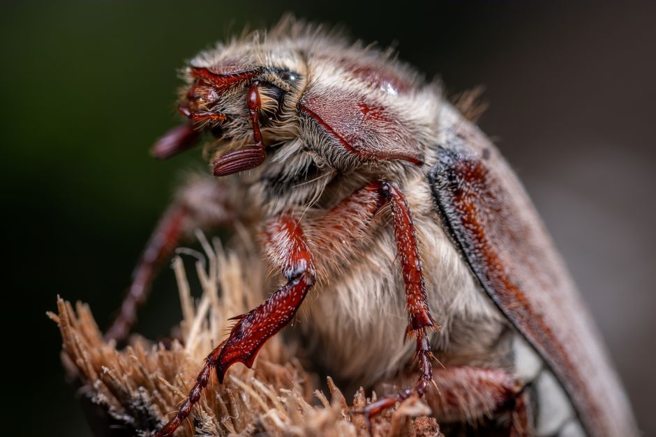 Close-up macro photography of a forest cockchafer beetle showcasing its detailed features.