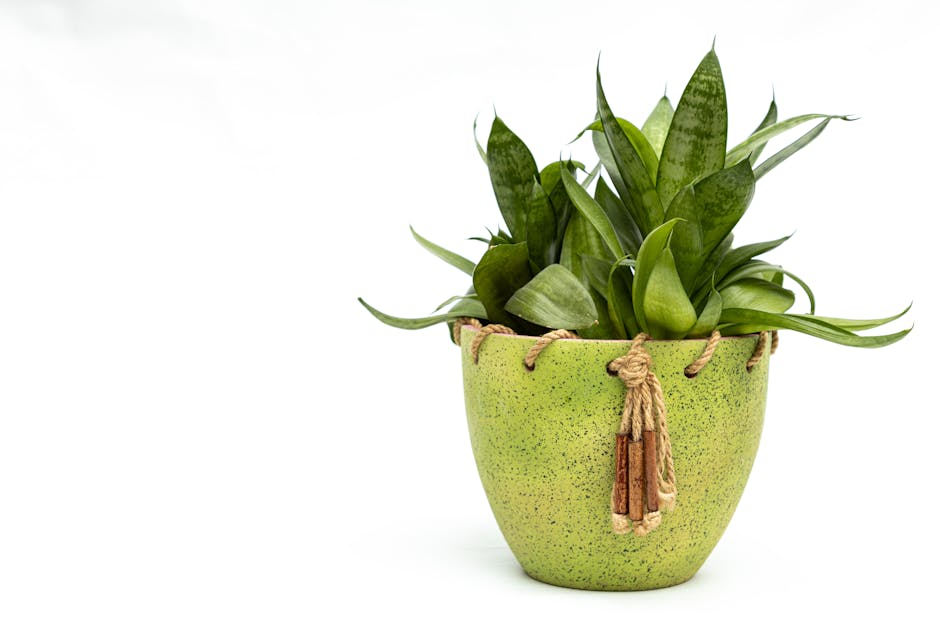 Close-up of a lush snake plant in a stylish green pot against a white backdrop.