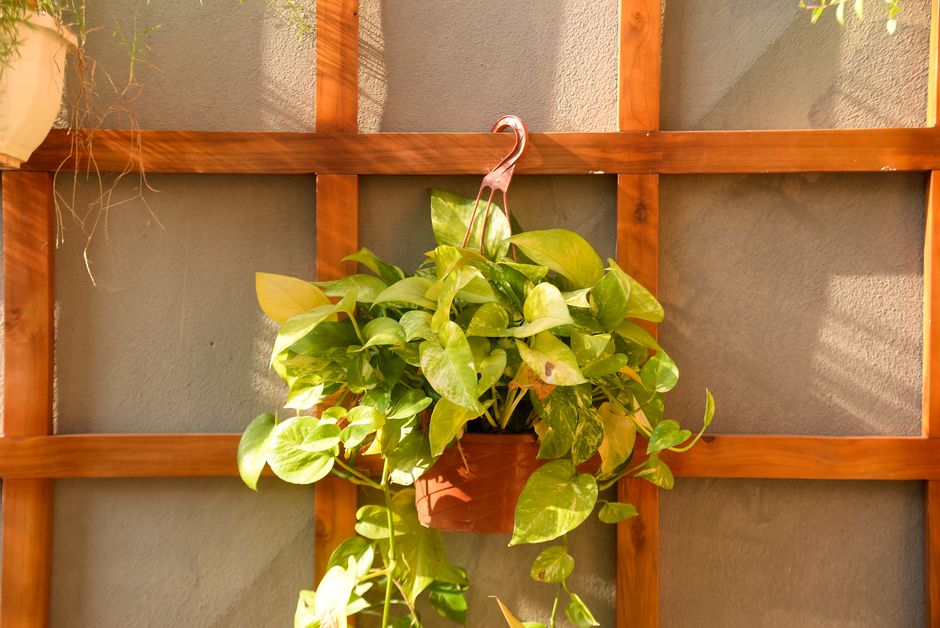 A vibrant pothos plant in a hanging pot against a wooden trellis background, bathed in sunlight.