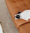 West Elm Vs Pottery Barn Sofas: West Elm vs. Pottery Barn Sofas: Which Is Worth the Splurge in 2026?