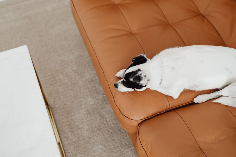 West Elm Vs Pottery Barn Sofas: West Elm vs. Pottery Barn Sofas: Which Is Worth the Splurge in 2026?